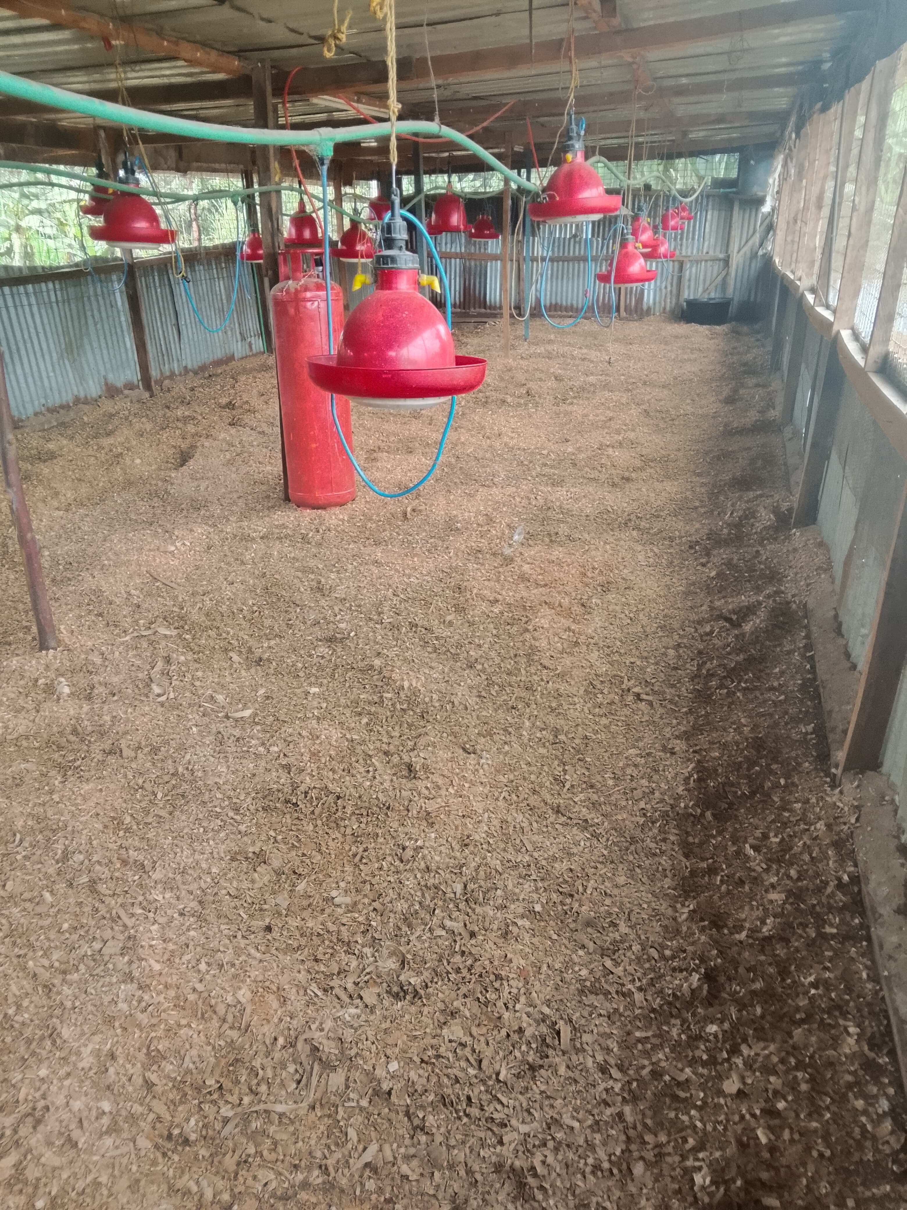 Brooder house heat lamps and drinkers set up for day-old chicks on a Farmsky-financed poultry farm in Kenya