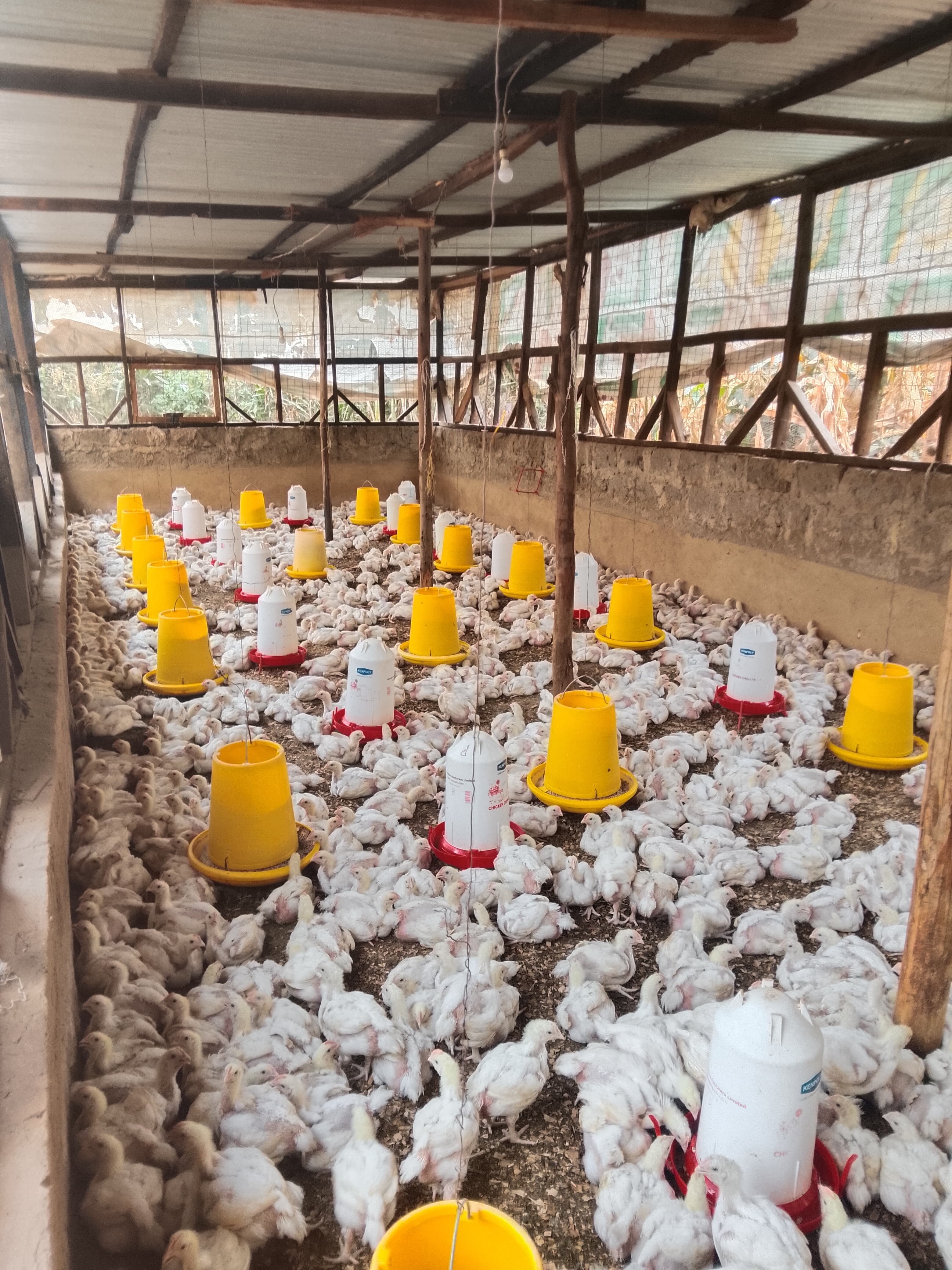 Rows of broiler chickens with feed and water stations in a Kenyan poultry house nearing the end of the cycle