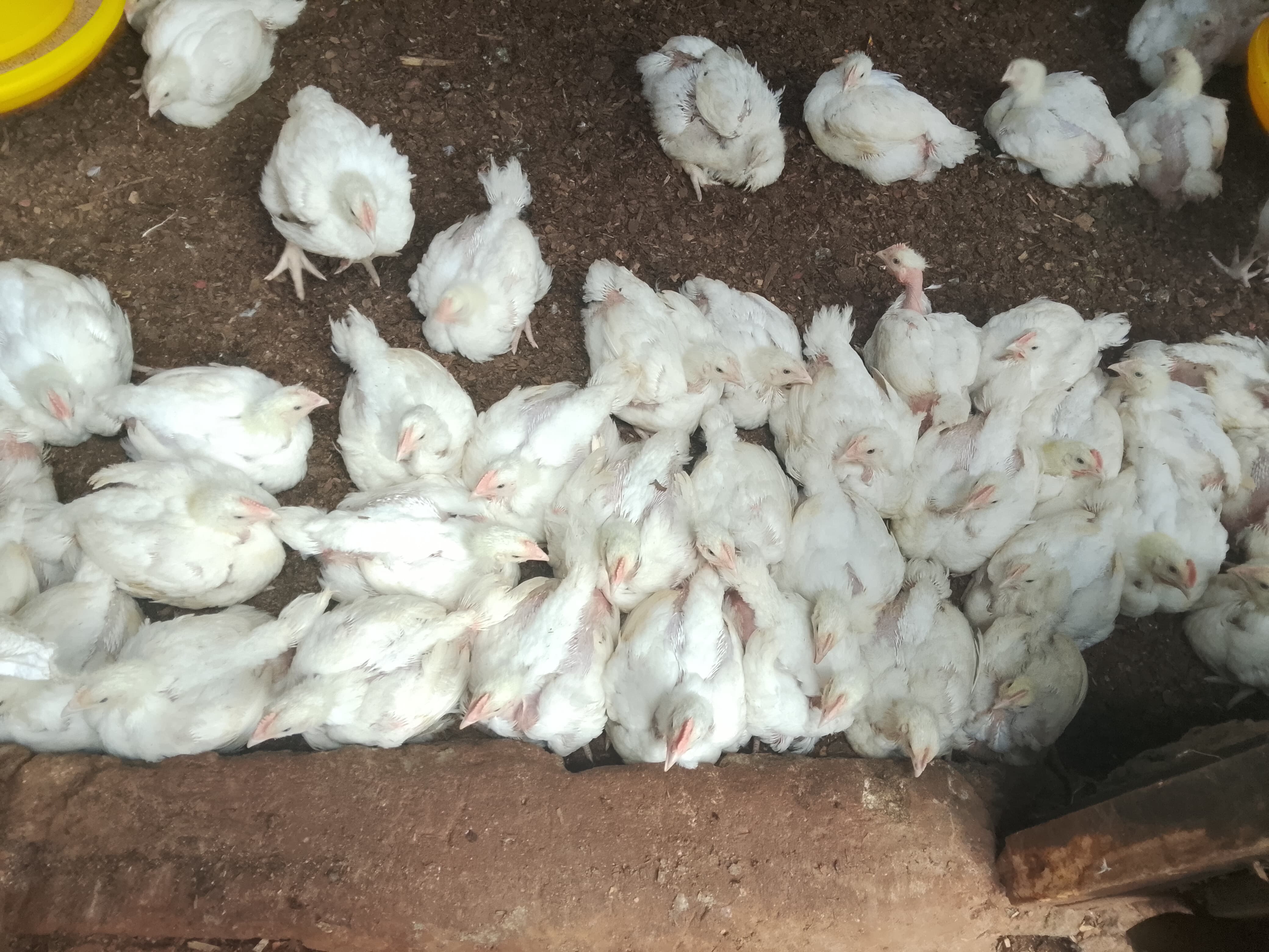 Young broiler chicks feeding on financed poultry feed inside a Kenyan poultry house