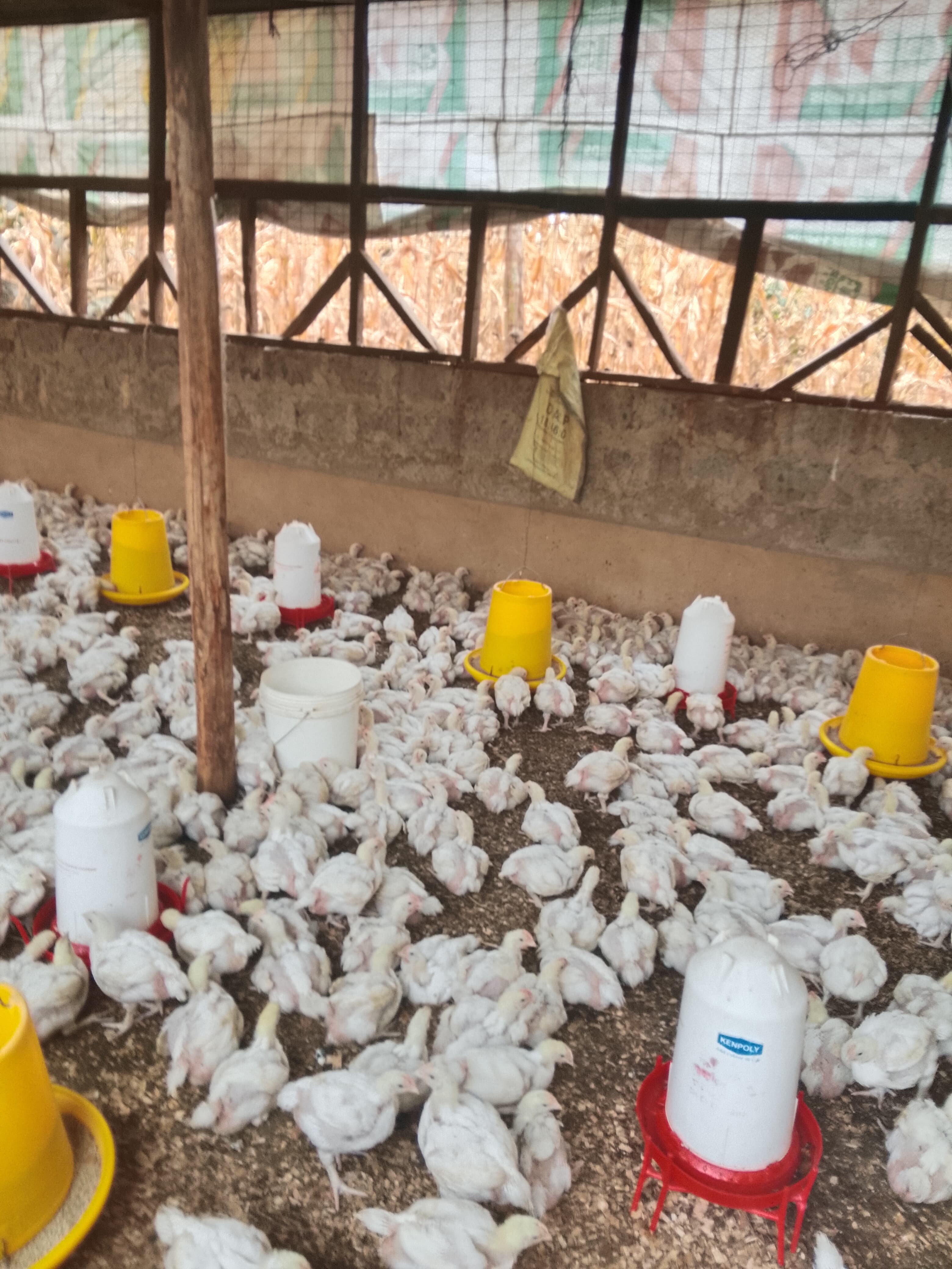 Broiler chicks around feeders and drinkers in a poultry house financed through Farmsky's chick and feed loan