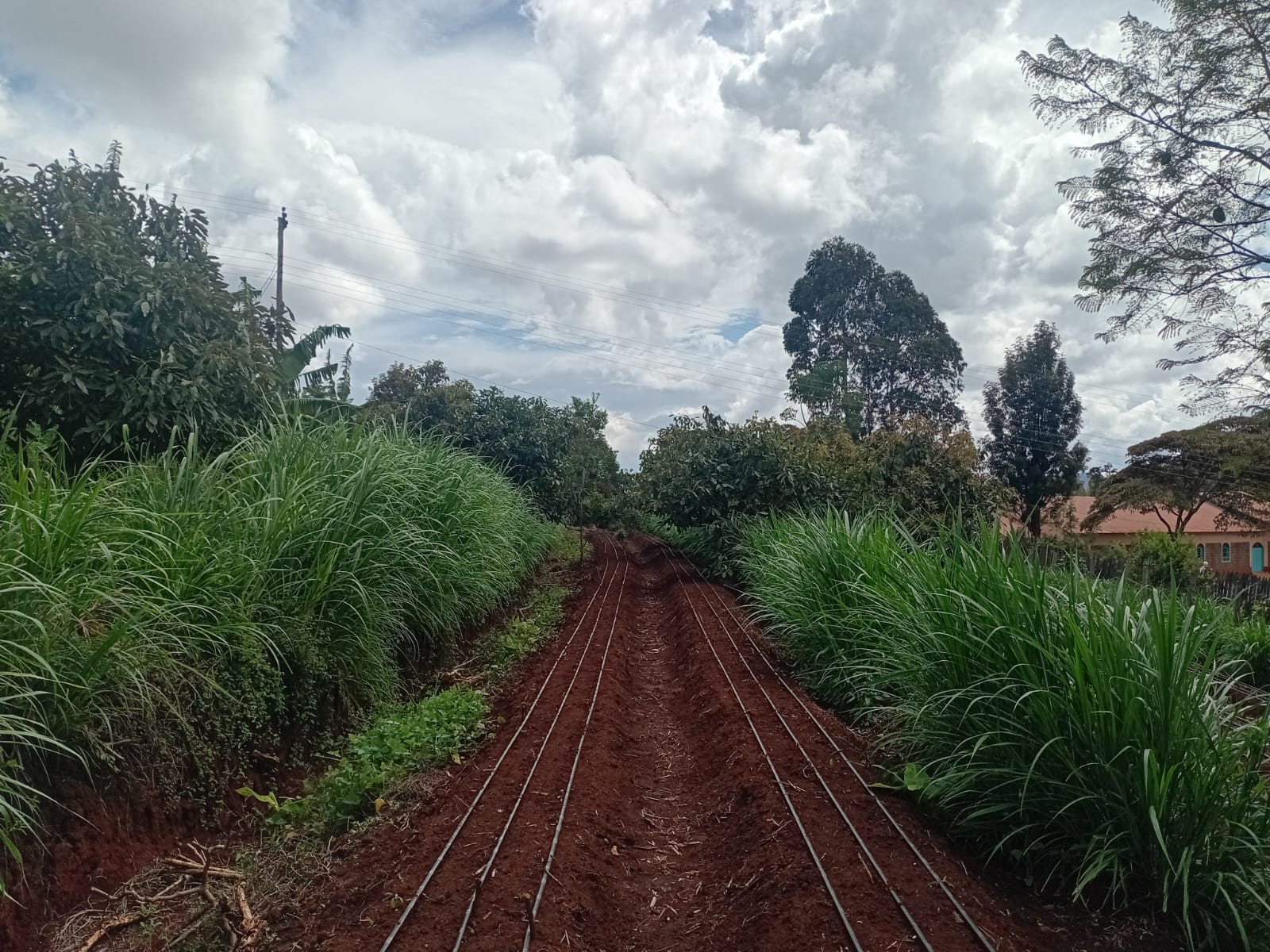 Drip irrigation.