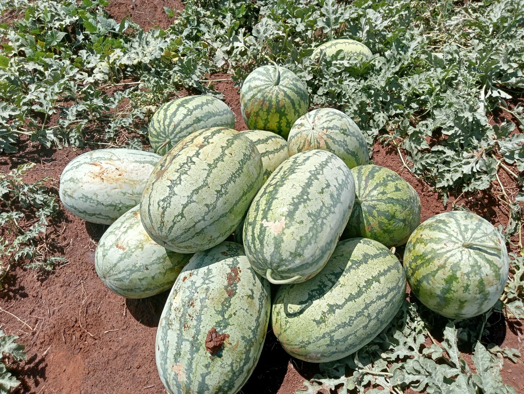 Watermelon harvest.
